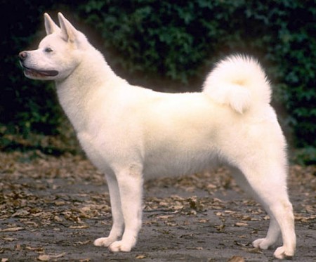 Akita inu