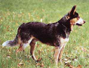 Austrálsky dobytkársky pes